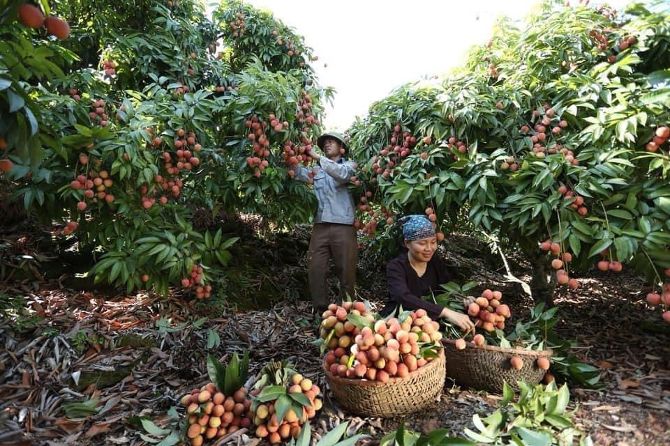 Liên kết tiêu thụ, vải thiều rộng cửa xuất ngoại - Ảnh 1. Liên kết tiêu thụ, vải thiều rộng cửa xuất ngoại - Ảnh 1.