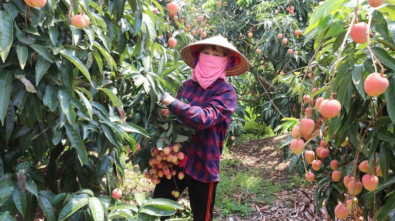 Liên kết tiêu thụ, vải thiều rộng cửa xuất ngoại - Ảnh 3. Liên kết tiêu thụ, vải thiều rộng cửa xuất ngoại - Ảnh 3.