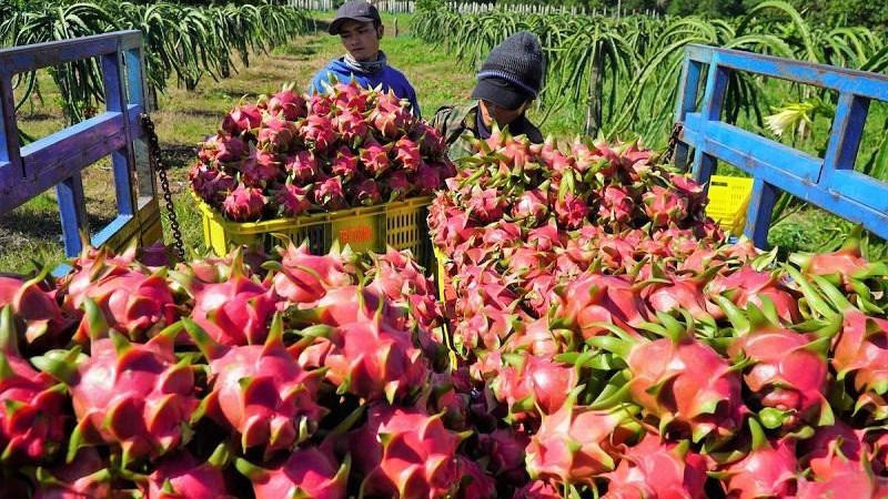 Giảm dần ở Trung Quốc, rau quả Việt Nam tăng sang Mỹ - Ảnh 1.