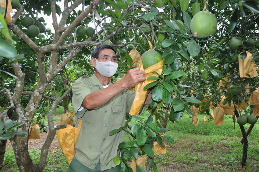 Những mô hình “xanh hoá” làng quê - Ảnh 1.