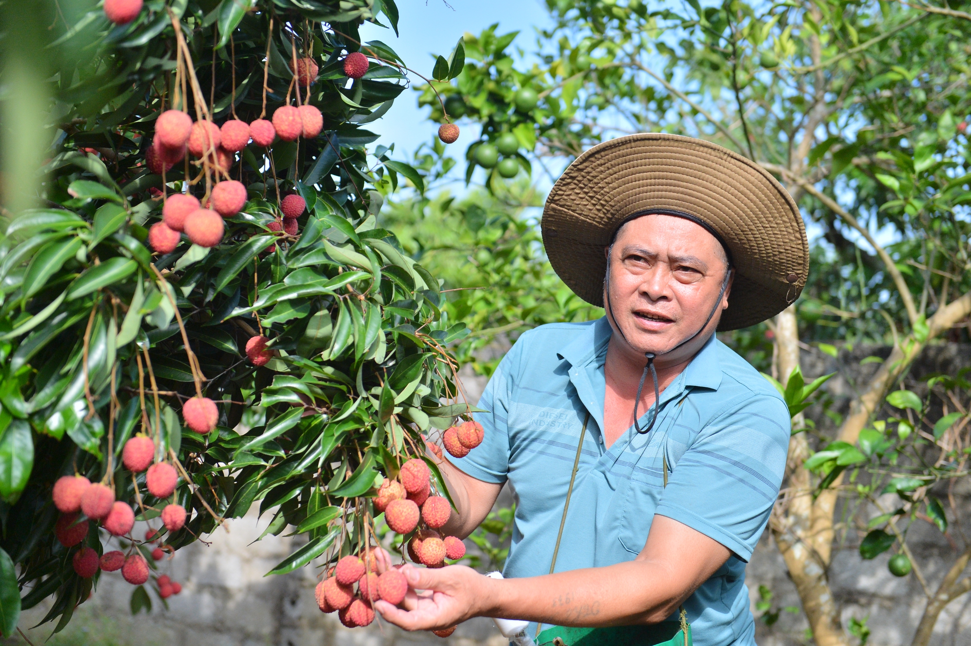 Bắc Giang trồng thành công vải thiều không hạt - Ảnh 1. Bắc Giang trồng thành công vải thiều không hạt - Ảnh 1.