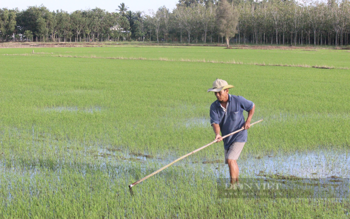Đất nông nghiệp, đất trồng lúa là loại đất mà nhà đầu tư thường hay nhắm đến bởi giá trị chênh lệch rất cao khi trở thành đất ở. Ảnh: Nguyên Vỹ