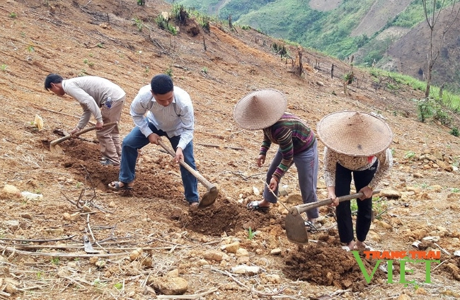 Mường Tè: Để màu xanh của rừng phủ khắp bản, làng - Ảnh 2.