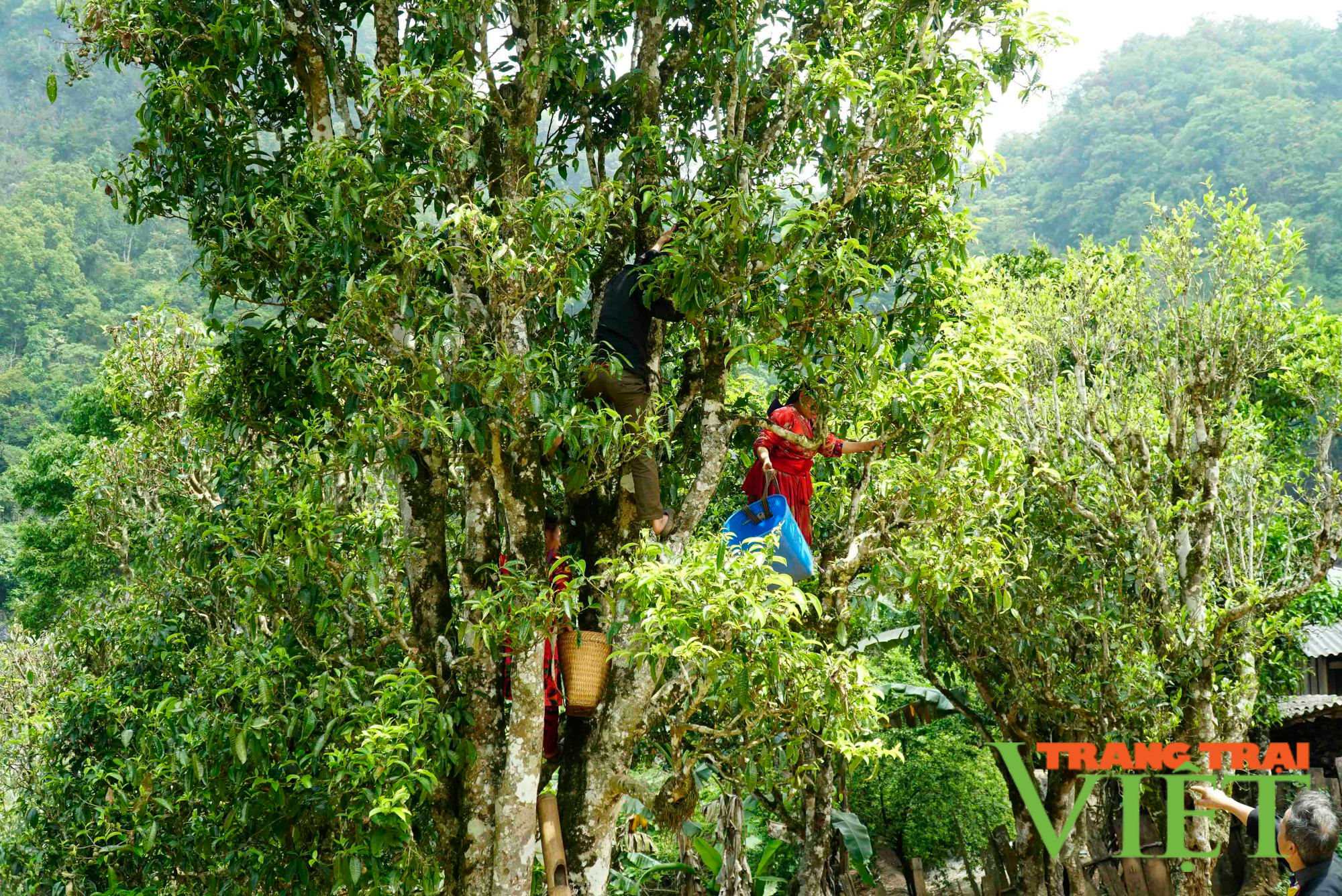 Tủa Chùa: Gìn giữ và phát huy giá trị giống chè cổ thụ cây cao - Ảnh 2. Tủa Chùa: Gìn giữ và phát huy giá trị giống chè cổ thụ cây cao - Ảnh 2.