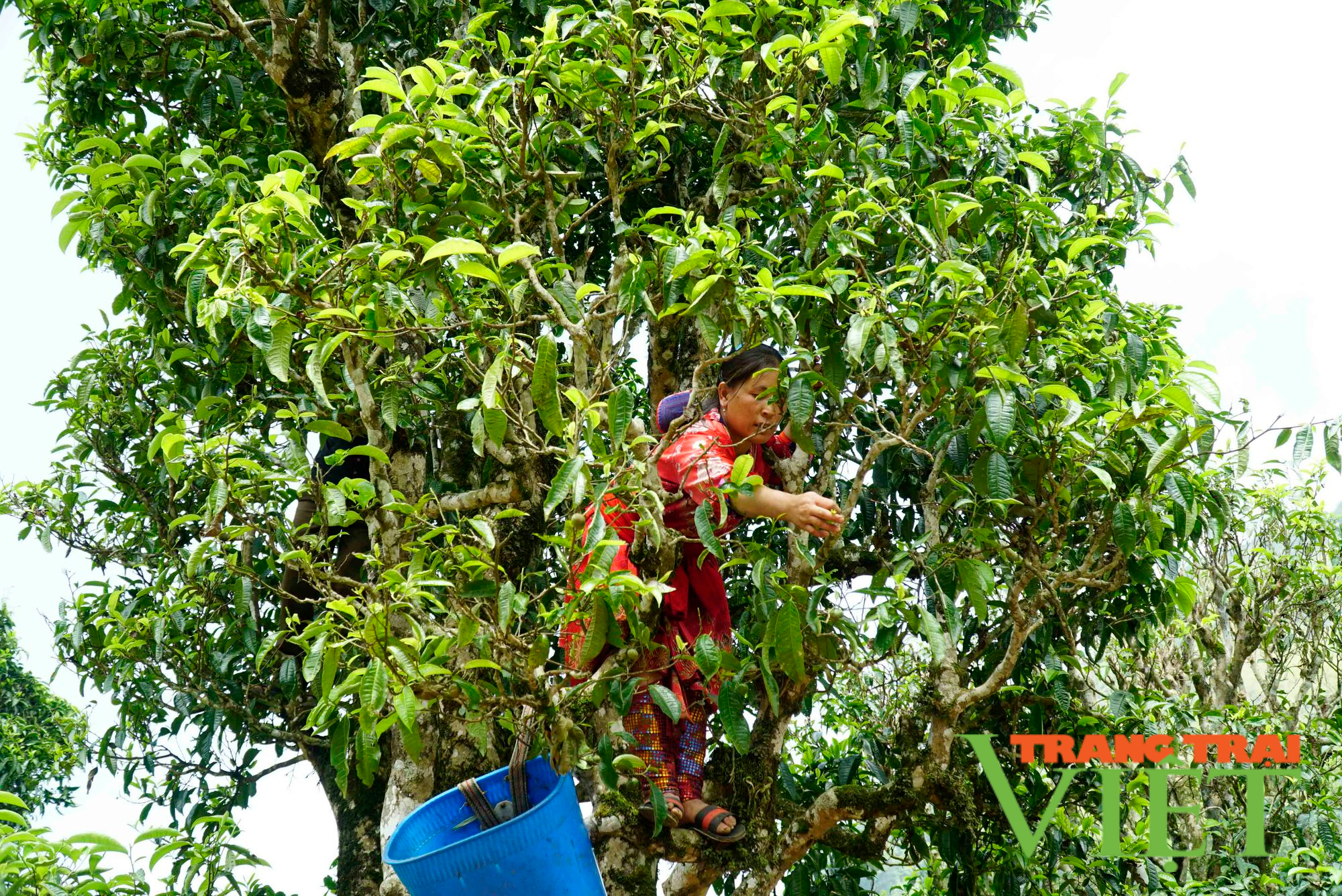 Tủa Chùa: Gìn giữ và phát huy giá trị giống chè cổ thụ cây cao - Ảnh 5. Tủa Chùa: Gìn giữ và phát huy giá trị giống chè cổ thụ cây cao - Ảnh 5.