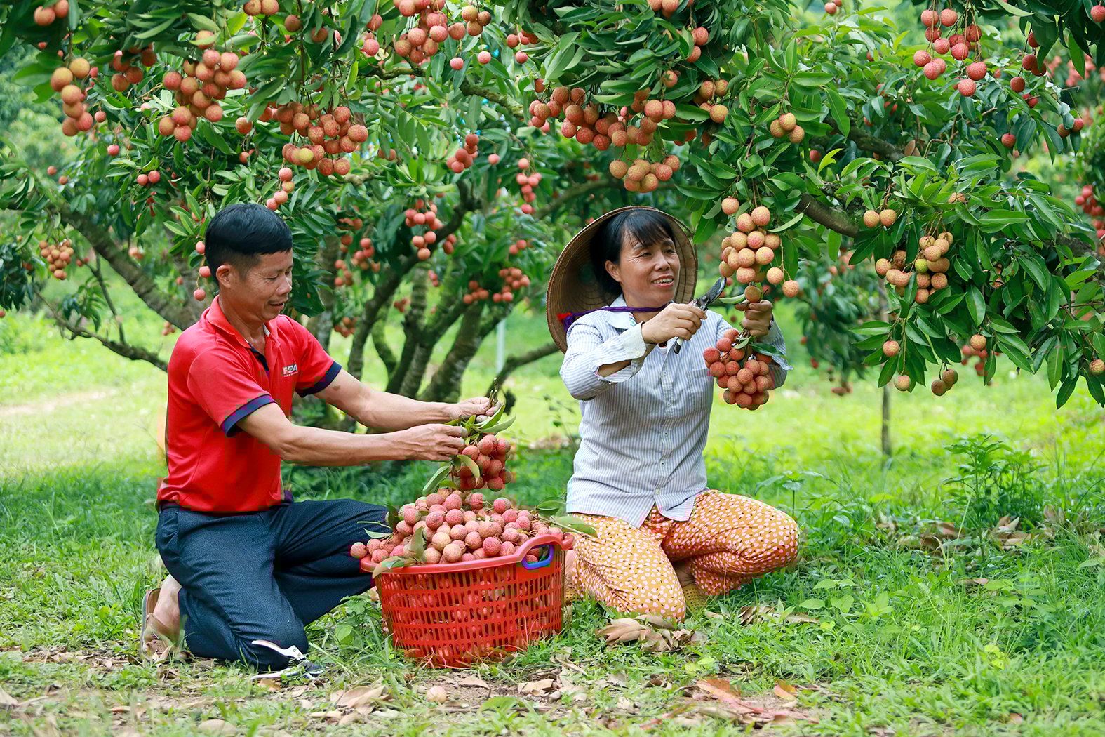 Làm vải an toàn, hút nhiều du khách - Ảnh 1.
