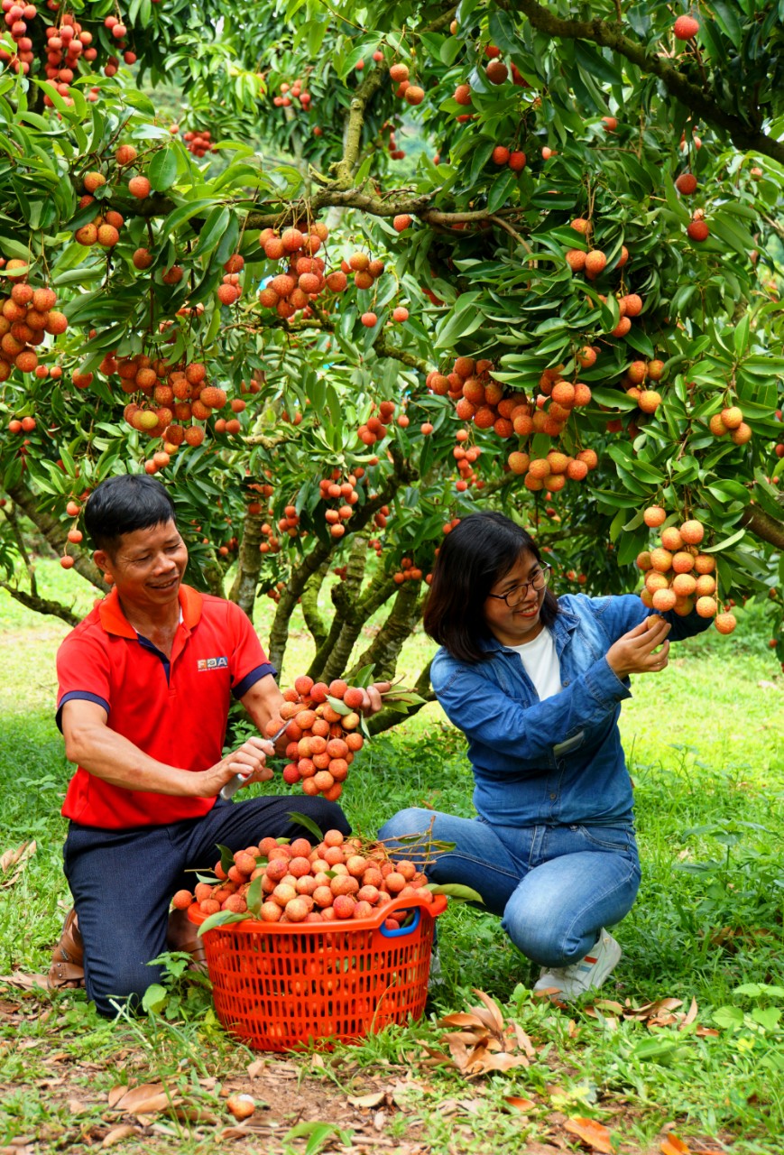 Làm cách này, một ông nông dân ở Bắc Giang không cần ra chợ vẫn bán được hàng tấn vải thiều - Ảnh 3.