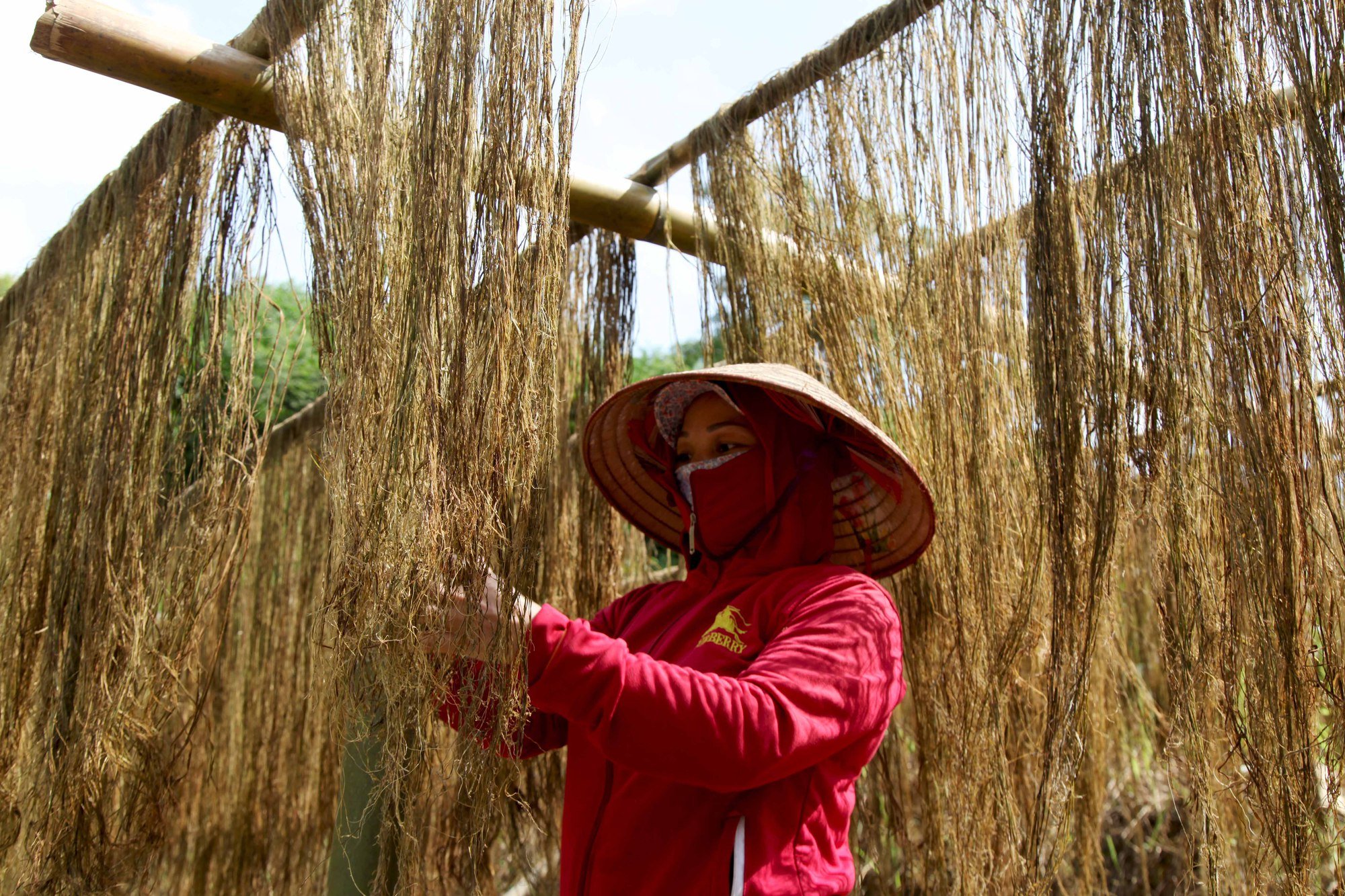 Gai xanh thay dần cây thuốc lá Ngân Sơn  - Ảnh 1.