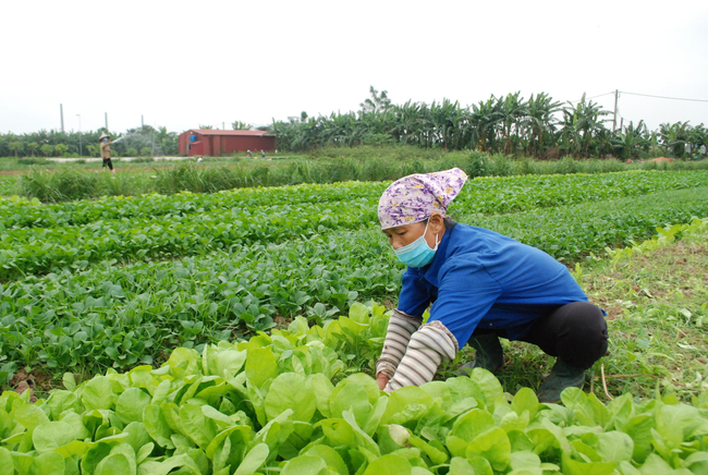 Sức bật từ vùng rau an toàn sinh học của Thủ đô - Ảnh 1.