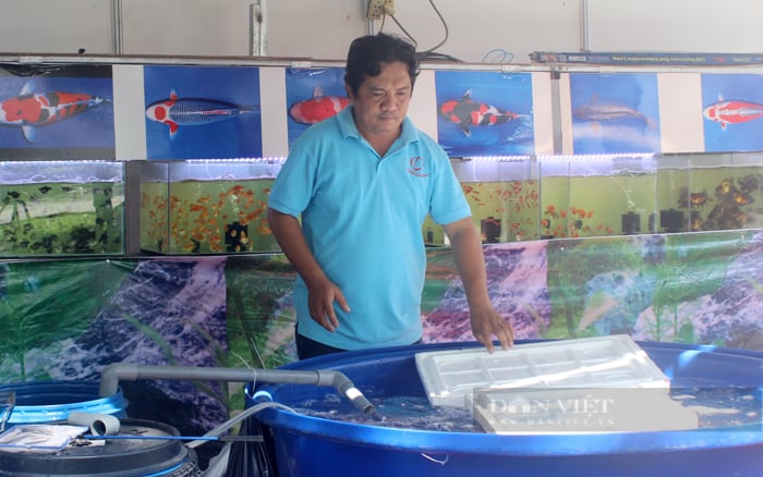 Một hộ nuôi cá cảnh trên địa bàn TP.HCM. Ảnh: Nguyên Vỹ