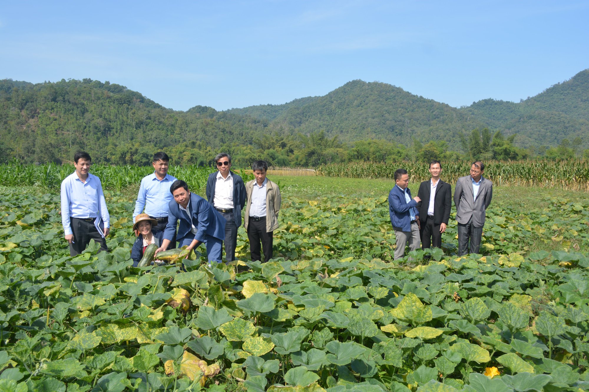 Bí đỏ Mật sao 2 đạt năng suất  vượt trội - Ảnh 1.