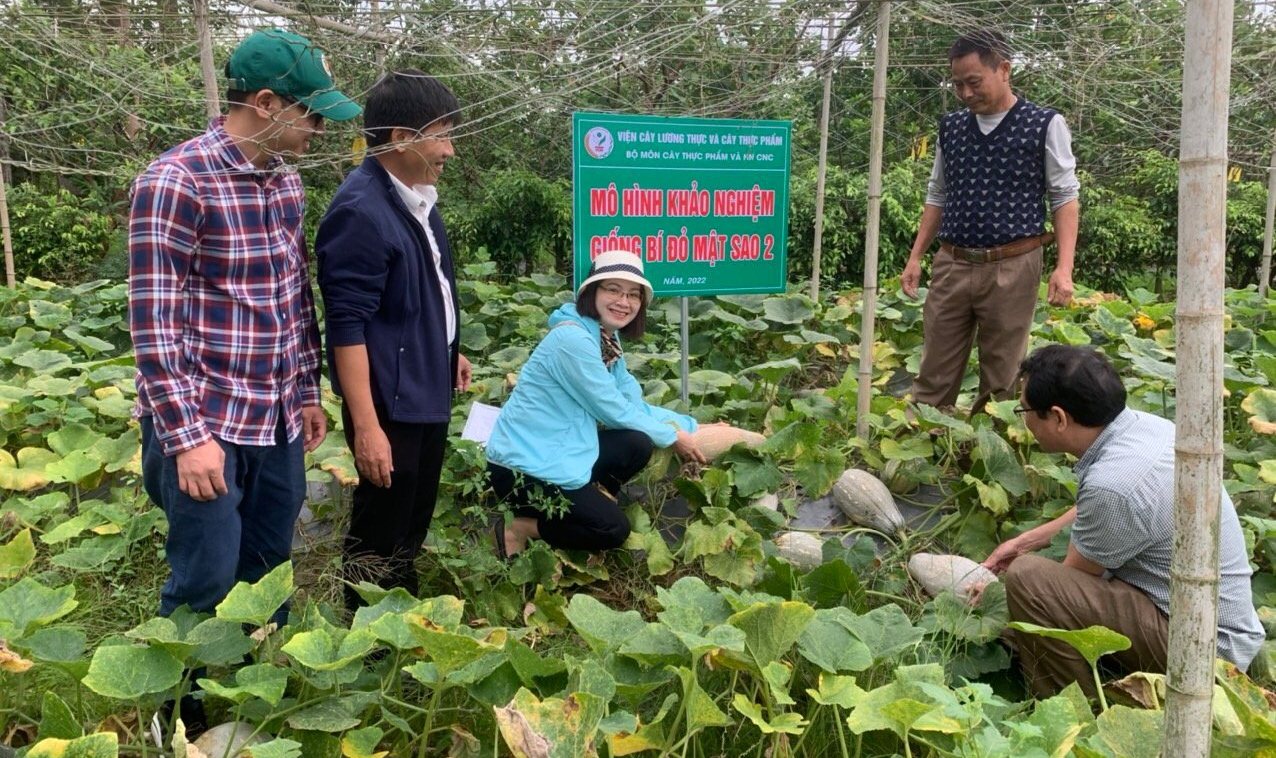 Bí đỏ Mật sao 2 đạt năng suất  vượt trội - Ảnh 3.