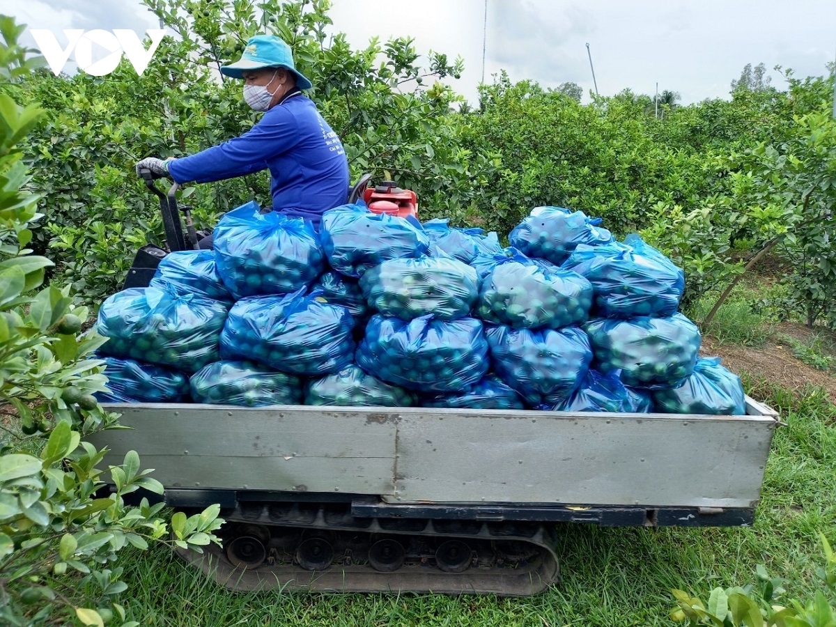 gop/Trồng cây ăn trái chuyên nghiệp - giảm chi phí, tăng hiệu quả - Ảnh 1.