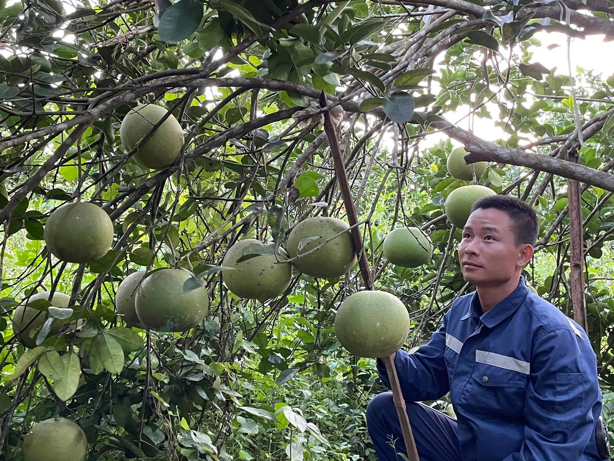Thứ quả múi hồng căng mọng nhờ bí kíp đặc biệt nhưng nông dân lại &quot;đau&quot; vì điệp khúc cũ - Ảnh 2.