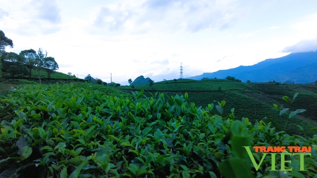 Tủa Chùa: Trồng loại cây chỉ hái búp, trở thành sản phẩm OCOP, nông dân có thu nhập cao   - Ảnh 5.