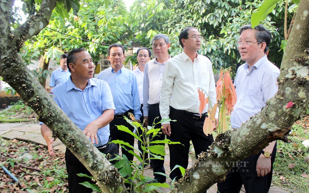 Cây ca cao có lợi thế là tuổi thọ kéo dài đến 63 năm. Thời điểm cây cho trái sung sức nhất là từ năm thứ 4. Đến năm thứ 43, cây ca cao mới bắt đầu sụt giảm năng suất. Ảnh: Nguyên Vỹ