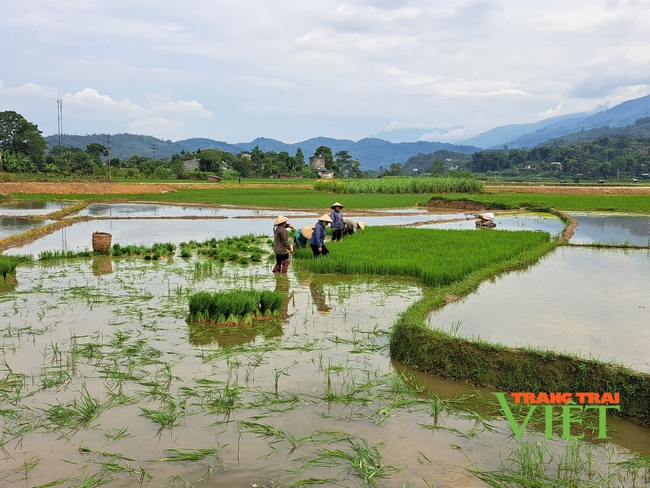 Nhiều giải pháp giúp ngành nông nghiệp Lào Cai phát triển toàn diện - Ảnh 4.