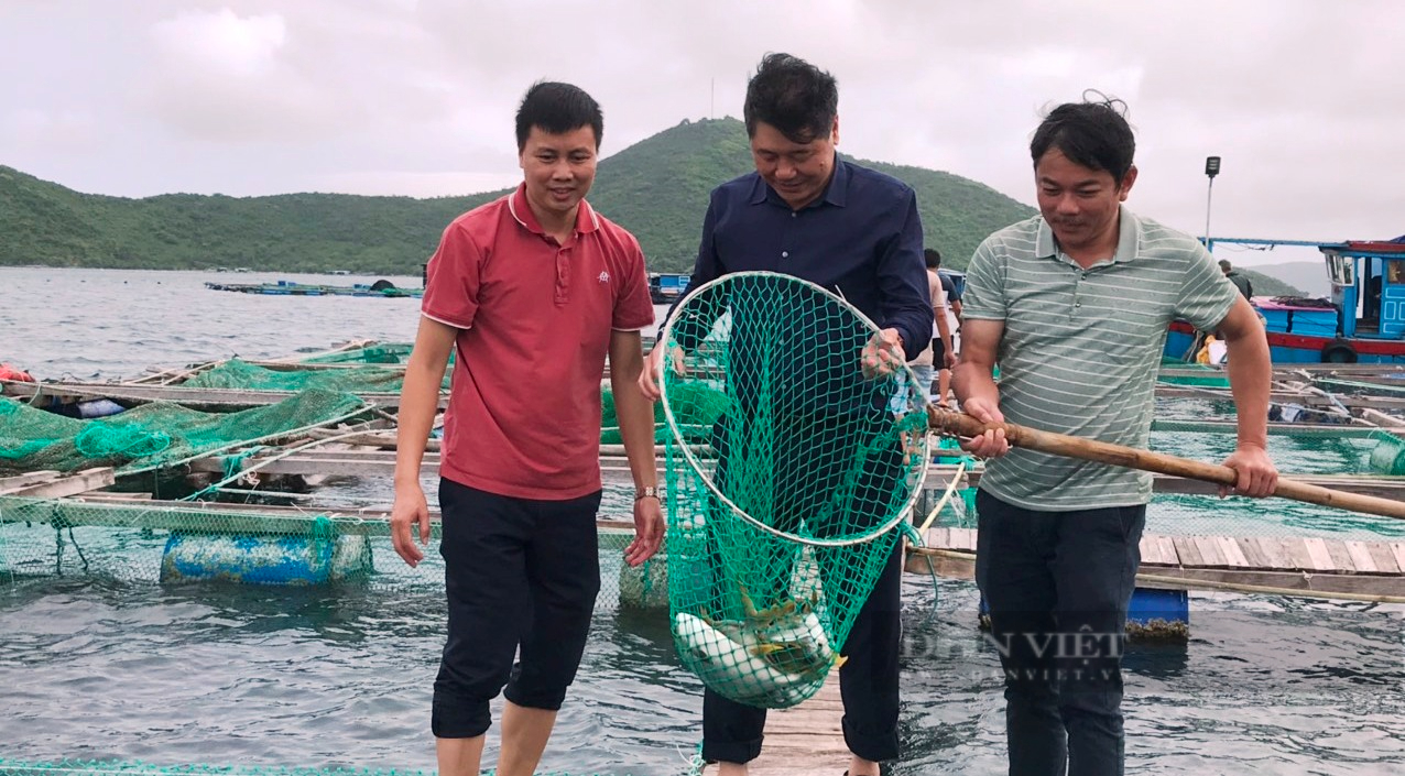 “Đánh thức” nghề nuôi cá biển công nghiệp: Chủ động nguồn thức ăn, bỏ dùng cá tạp - Ảnh 1.