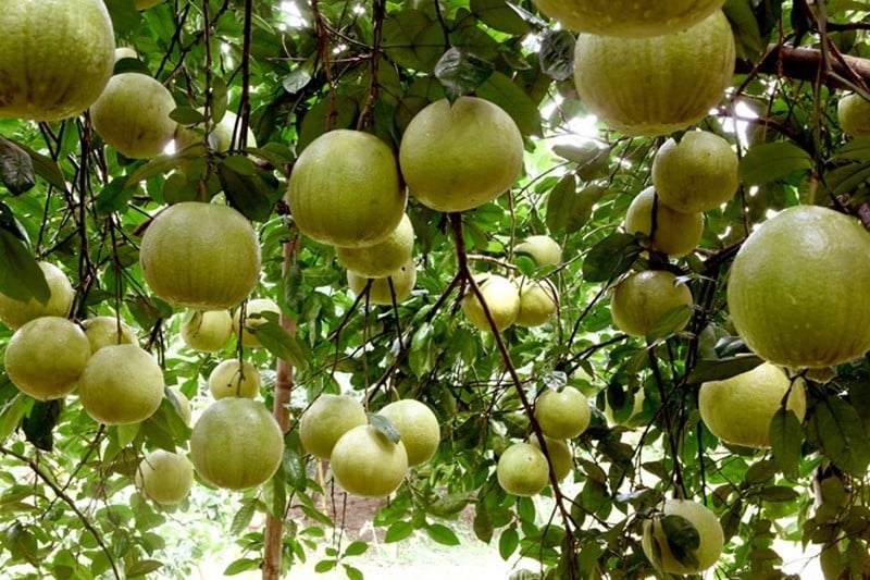 Những món ngon khó cưỡng của Tuyên Quang - Ảnh 8.