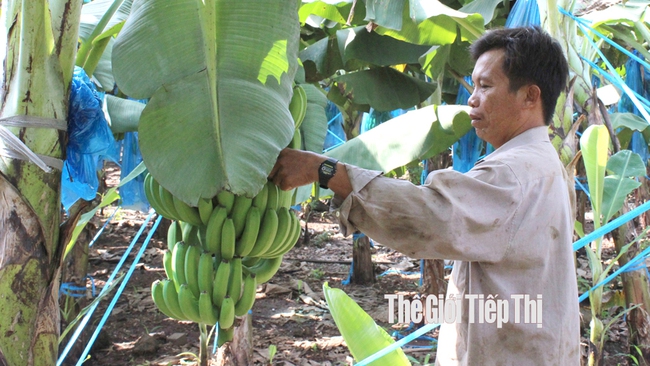 Giá chuối cấy mô ở Đồng Nai đang được thương lái thu mua từ 11.000-13.000 đồng/kg. Ảnh: Trần Khánh