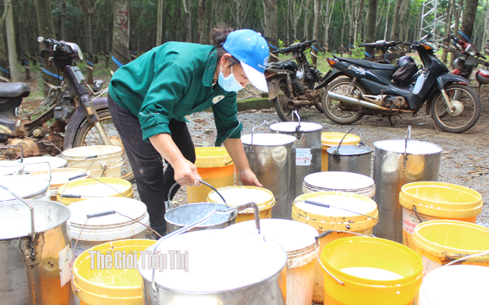 Giá cao su tăng cao trong 6 tháng đầu năm, sau đó giảm trở lại, và giá xuống mức thấp trong tháng 11/2022. Ảnh: Trần Khánh Giá cao su tăng cao trong 6 tháng đầu năm, sau đó giảm trở lại, và giá xuống mức thấp trong tháng 11/2022. Ảnh: Trần Khánh