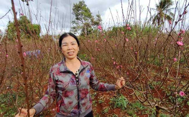 Vườn &quot;đào nguyên&quot; trên phố núi Pleiku - Ảnh 3.