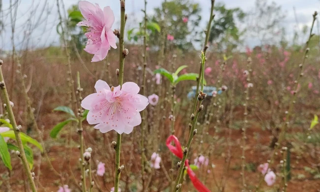 Vườn &quot;đào nguyên&quot; trên phố núi Pleiku - Ảnh 4.