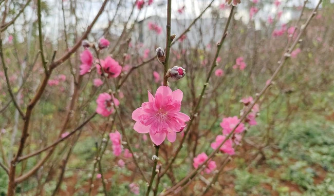 Vườn &quot;đào nguyên&quot; trên phố núi Pleiku - Ảnh 2.