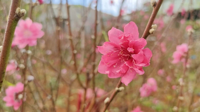 Vườn &quot;đào nguyên&quot; trên phố núi Pleiku - Ảnh 5.