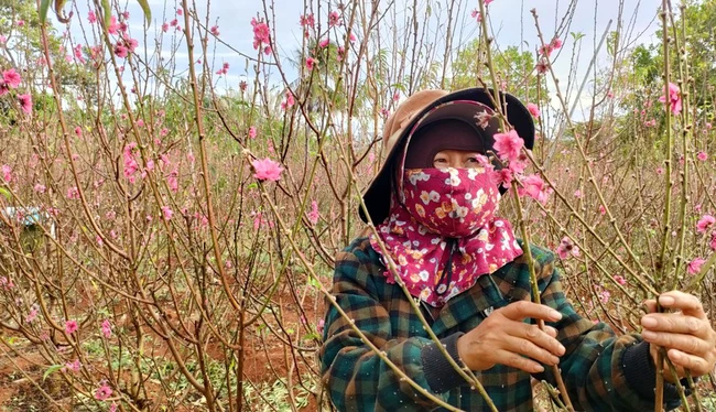 Vườn &quot;đào nguyên&quot; trên phố núi Pleiku - Ảnh 7.