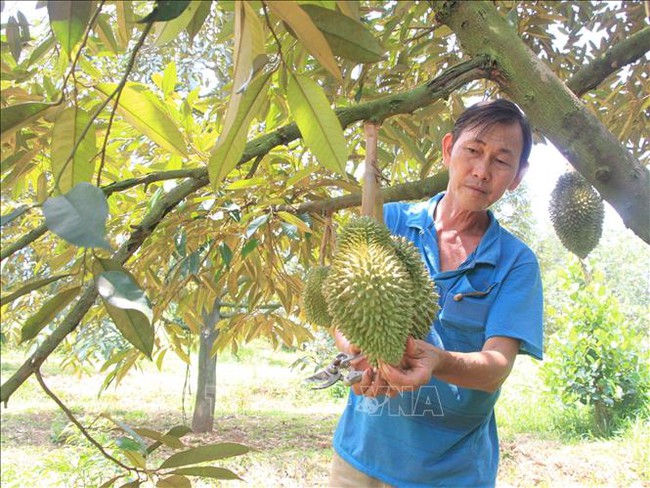 Giáp Tết, sầu riêng Tiền Giang sốt giá - Ảnh 1.