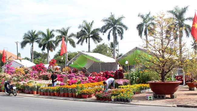 Chợ hoa Tết Cầu ngang năm nay khá đa dạng về chủng loại hoa, từ bình dân đến cao cấp, nhiều nhất là mai và hoa giấy. Ảnh: Trần Khánh