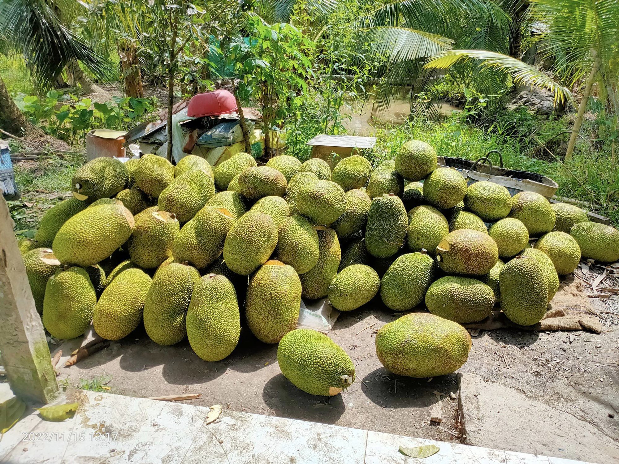 Giá mít Thái hôm nay 3/1: Giá mít Tiền Giang 30.000 đồng/kg, tại sao nhiều người nói có nguy cơ giảm vài ngày tới? - Ảnh 1.