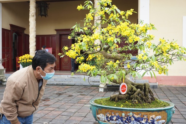 Lễ hội Hoàng mai Huế có hàng trăm tác phẩm hoàng mai đẹp tham gia dự thi  - Ảnh 2.