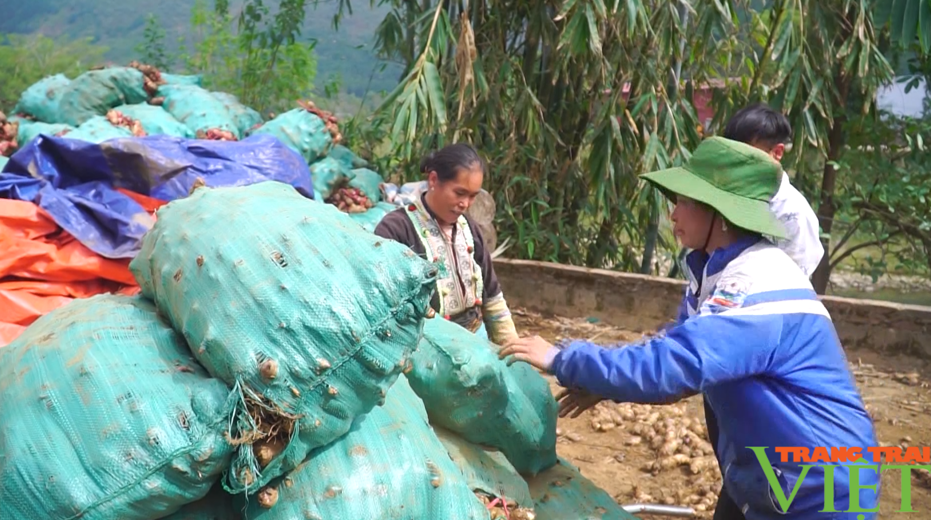 Nông dân Lai Châu liên kết xây dựng sản phẩm OCOP, gắn với xây dựng nông thôn mới - Ảnh 2. Nông dân Lai Châu liên kết xây dựng sản phẩm OCOP, gắn với xây dựng nông thôn mới - Ảnh 2.