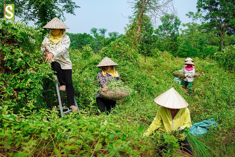 Bảo tồn tại chỗ, giữ gìn nguồn gen 2 loài dược liệu quý đất Cố đô - Ảnh 1.