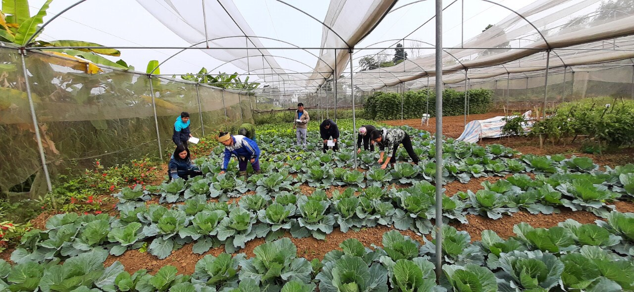 Hòa Bình tiến tới thành “vựa” sản xuất nông sản hữu cơ - Ảnh 1.