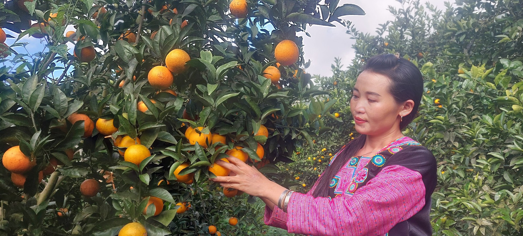 Hòa Bình tiến tới thành “vựa” sản xuất nông sản hữu cơ - Ảnh 4.