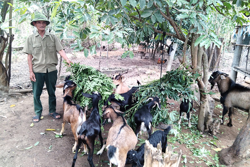 Có vốn nhà nông Quảng Bình nhanh thoát nghèo - Ảnh 1.