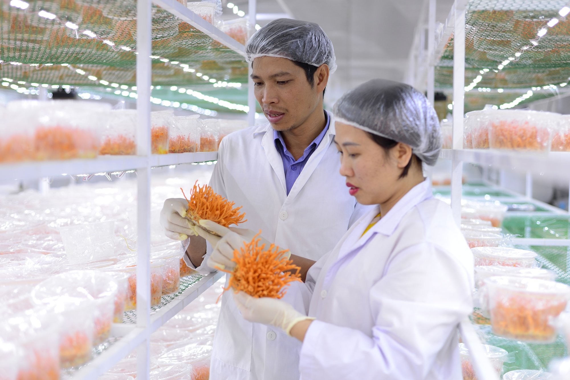 Đưa dược liệu Lâm Đồng lên sàn, đảm bảo truy xuất nguồn gốc - Ảnh 1.