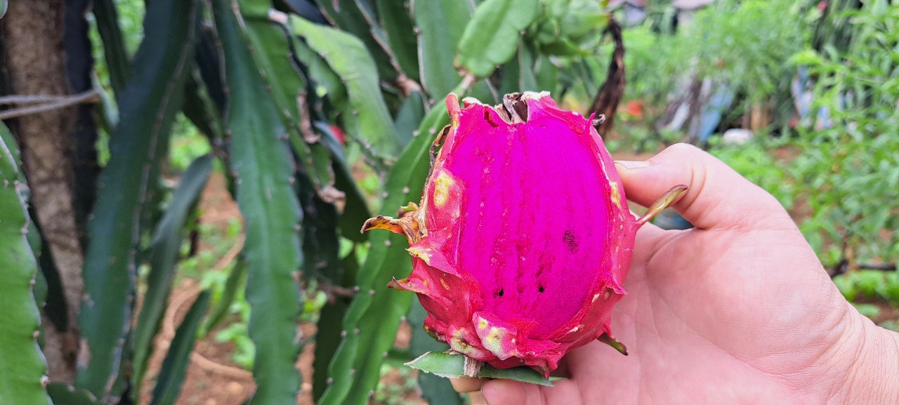 Long đong trồng đủ thứ cây, “nên duyên” với thanh long - Ảnh 3.