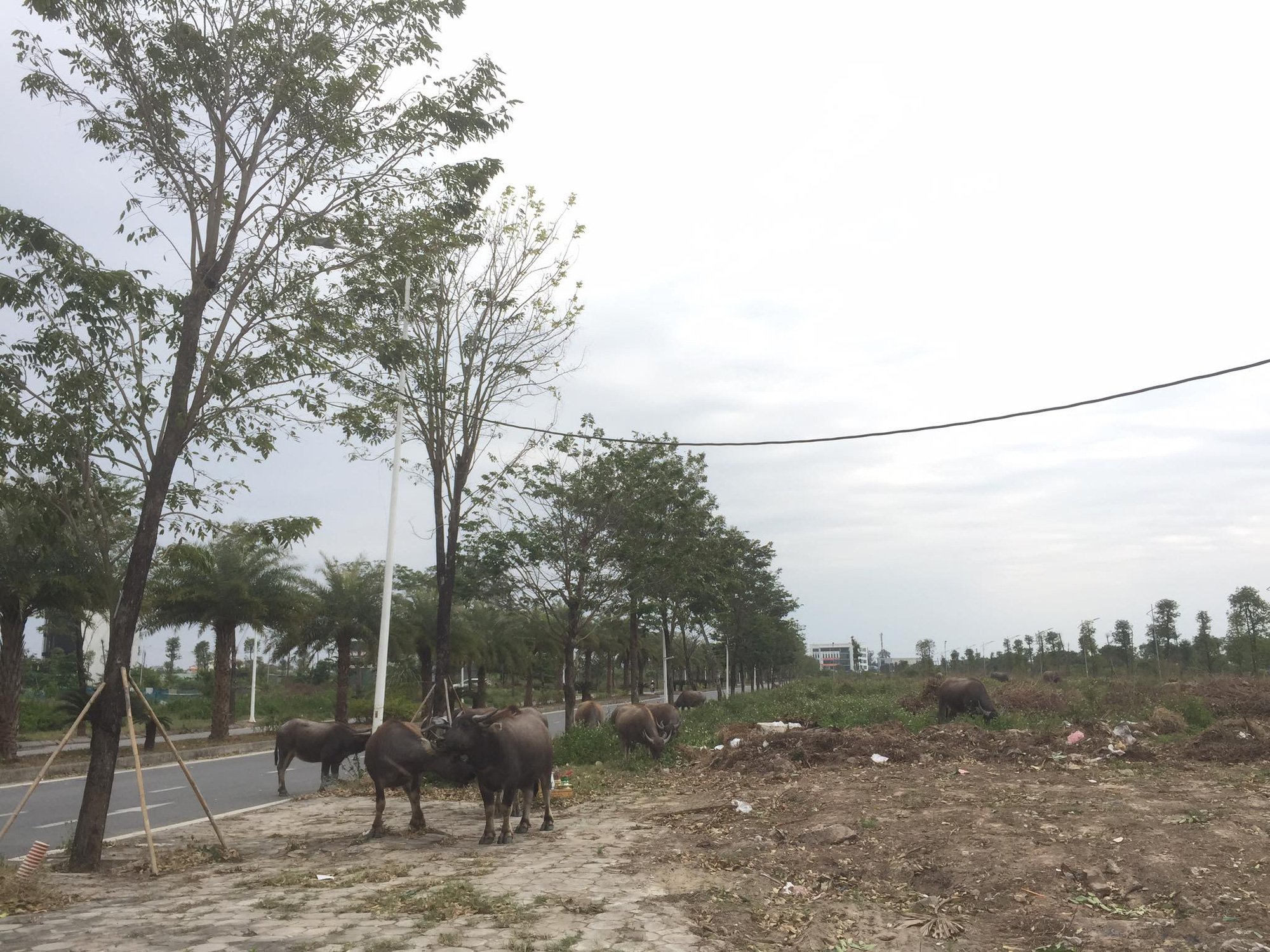 Những lô đất nào ở Khu đô thị Thanh Hà - Cienco 5 đủ điều kiện tiếp tục xây dựng? - Ảnh 1.