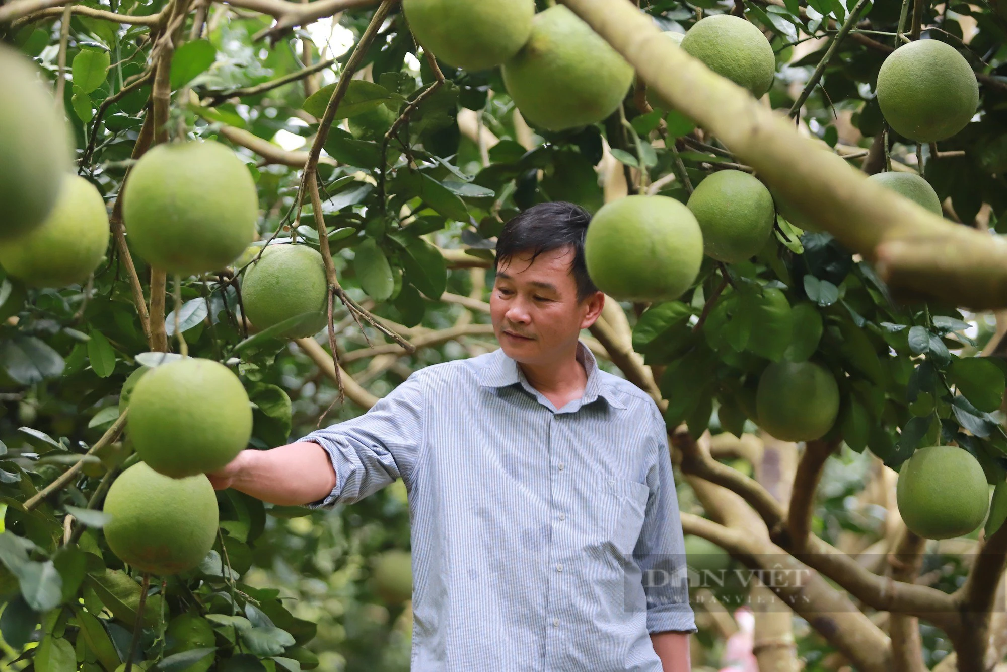 Chuyện về người nông dân xứ Tuyên từ đôi tay trắng, ở tận cùng khổ đau, vươn lên thành tỷ phú - Ảnh 5.