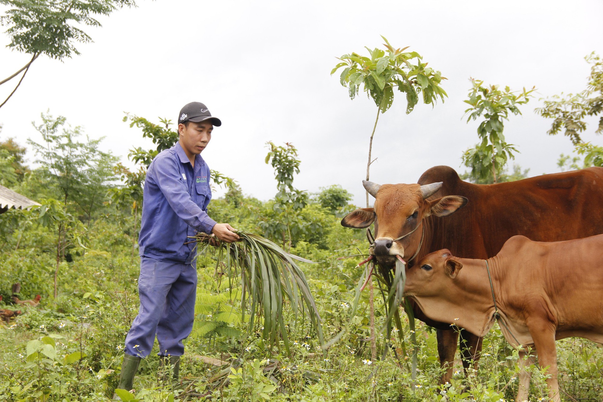 Thầy giáo bỏ nghề về làm trang trại - Ảnh 1.