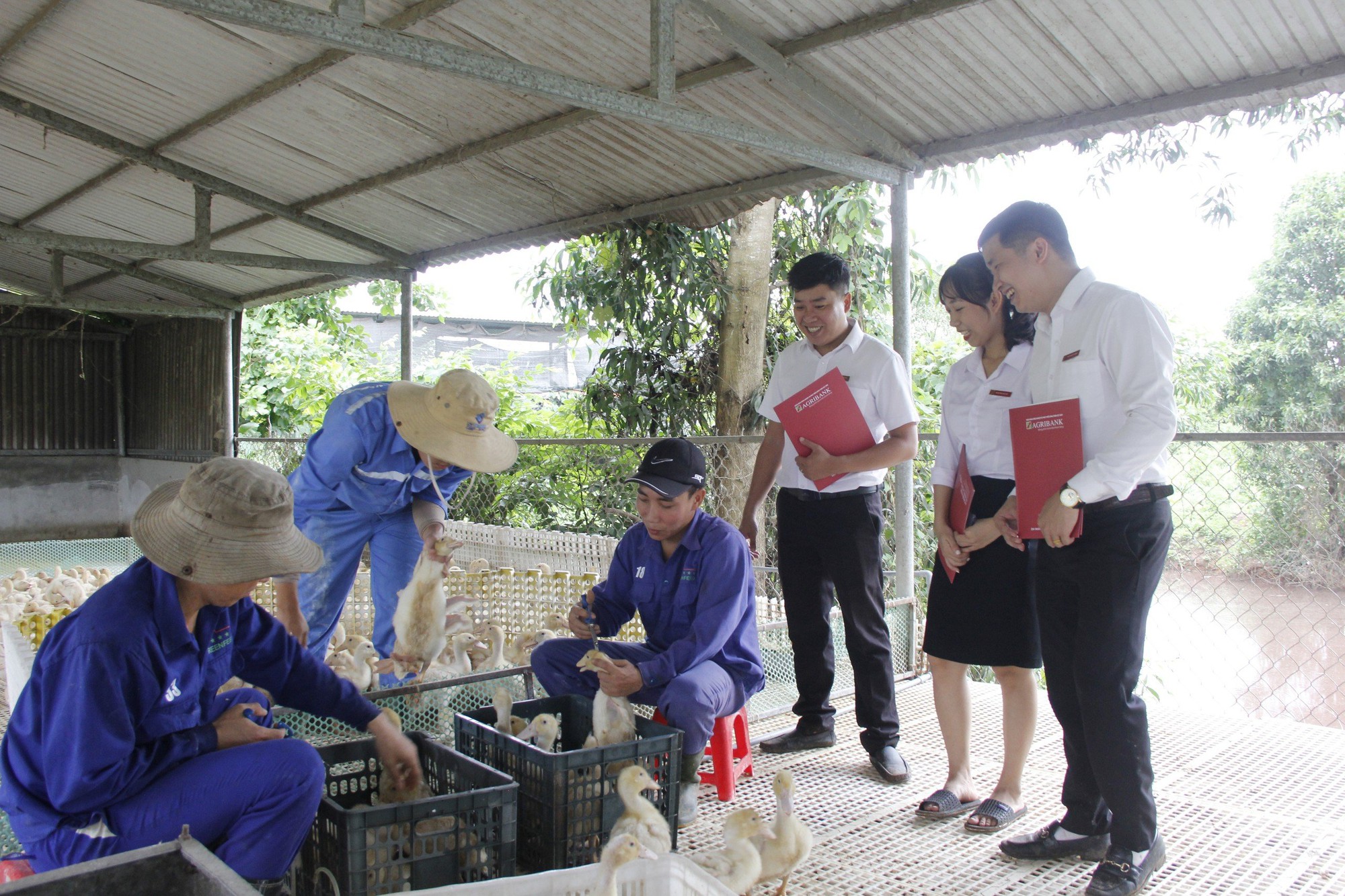 Thầy giáo bỏ nghề về làm trang trại - Ảnh 3.