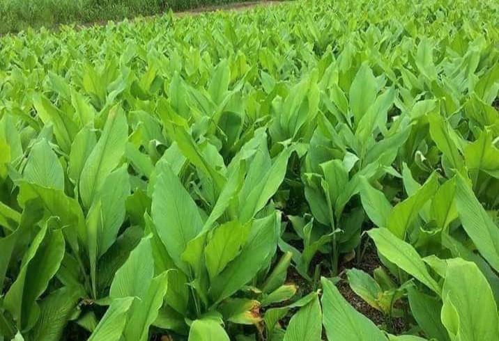 Chế biến tinh bột nghệ giúp lão nông mỗi năm lãi ròng 300 triệu đồng nhờ sản phẩm OCOP 3 sao - Ảnh 1.