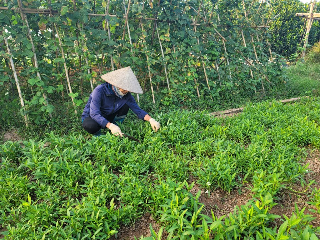 Đẩy mạnh trồng cây vụ đông, nông dân Thủ đô lãi lớn - Ảnh 3.