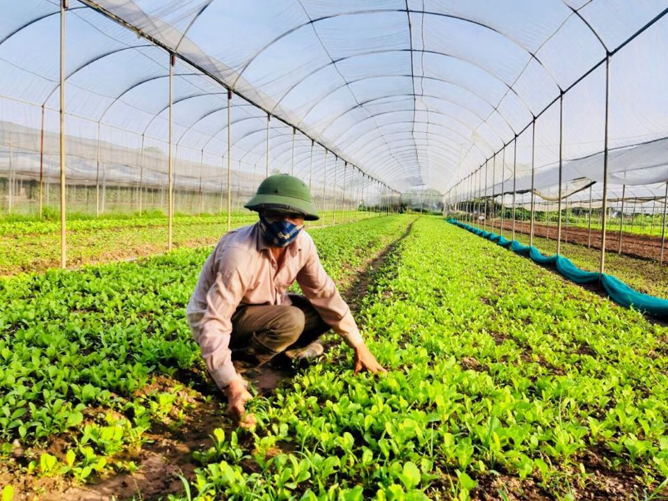 Đẩy mạnh trồng cây vụ đông, nông dân Thủ đô lãi lớn - Ảnh 1.