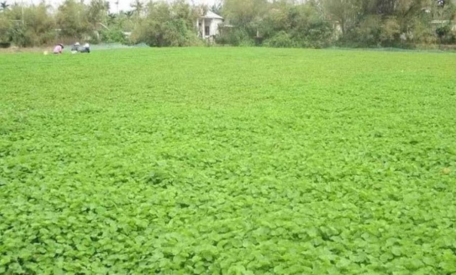 Xã thông minh ở Thừa Thiên Huế chuyển đổi số gắn với nông nghiệp xanh  - Ảnh 1.