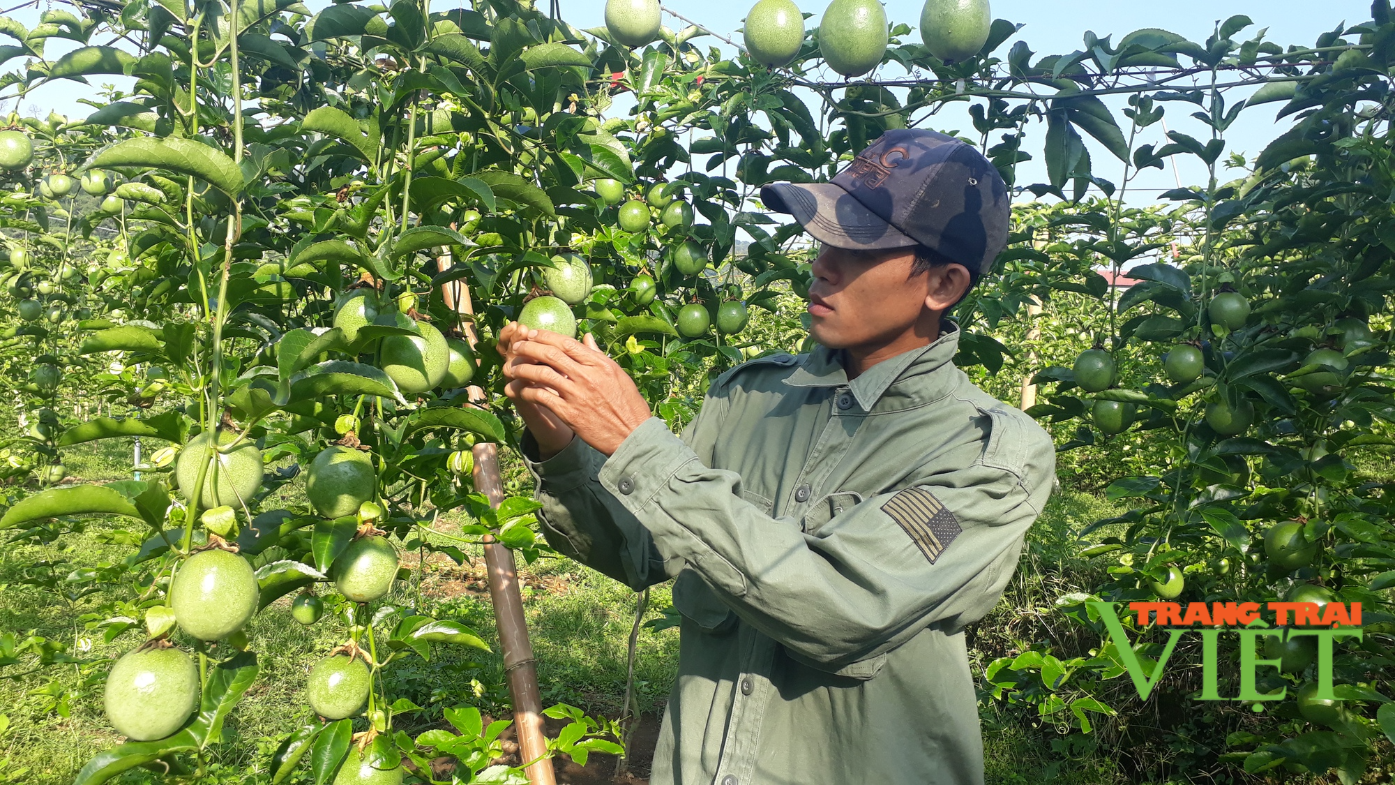 Lai Châu: Liên kết sản xuất theo chuỗi giá trị, nông dân vùng này có thu nhập khá - Ảnh 2. Lai Châu: Liên kết sản xuất theo chuỗi giá trị, nông dân vùng này có thu nhập khá - Ảnh 2.